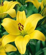Image result for 60 Days Of Lilies (Fall-Planted) - Long Lasting Lily Bulb Mix - 20 Bulbs, Mixed, Eden Brothers
