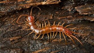 Image result for centipede