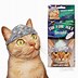Image result for cat tin foil hat