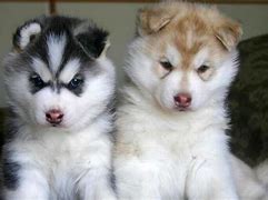 Image result for Siberian Husky Puppy Dogs