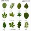 Image result for Leaf Identification Chart