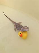 Image result for Bearded Dragon Barbie