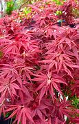 Image result for Japanese Maple Trees for Sale Near Me