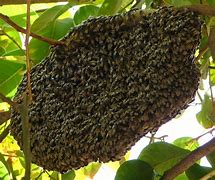 Beehive 的图像结果