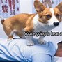 Image result for Funny Animal Rinse