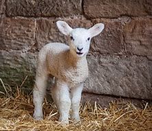 Image result for sheep New-born