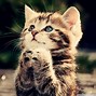 Image result for Cat Background HP