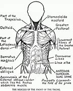 Image result for Trunk Chest