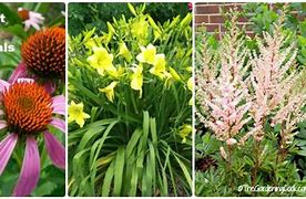 Image result for Hardy Perennials
