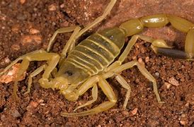 Image result for Sahara Desert Scorpion Animal