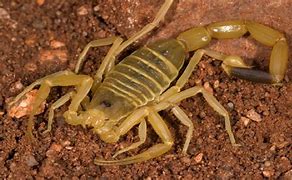 Image result for Sahara Desert Scorpion