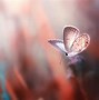 Image result for Butterfly PC Wallpaper