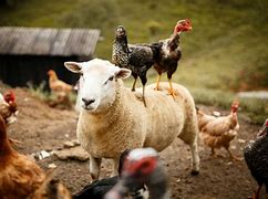 Image result for Farm with Animals Near Me