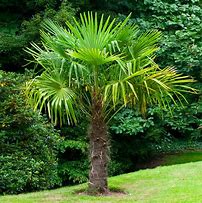 Image result for Windmill Palm Tree - 5 Container