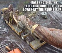 Image result for Home Depot Lumber Tree