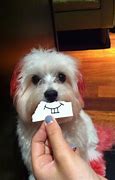 Image result for Funny Looking Maltese