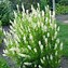 Image result for Summersweet Clethra Shrub/Bush, 3 Gal- Fragrant White Blooms Meet Compact Growth