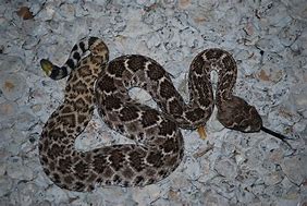 Image result for Baby Western Rattlesnake