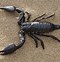 Image result for What Do Pet Scorpions Eat