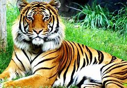 Image result for Malaysian Tiger
