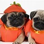 Image result for Pictures of Pug Puppies