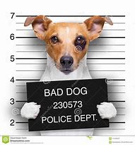 Image result for Criminal Dog
