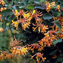 Image result for Mandarin Honeysuckle Vine - Perennial - Lonicera - 2.5" Pot