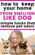 Image result for Pet Smell