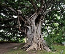 Image result for Old Tree Roots