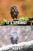 Image result for Funny Spring Photos