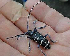 Image result for Most Dangerous Beetle