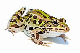 Image result for Leopard Frog