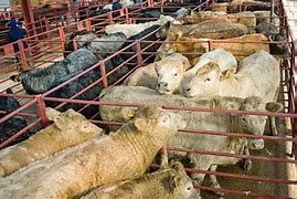 Image result for Cattle Farms Inhumane