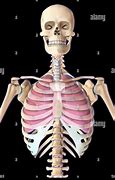 Image result for Lungs and Rib Cage Diagram