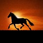 Image result for Calm and Cool for Horses