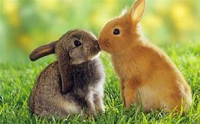 Image result for Cute Animal Wallpaper for PC Download