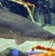 Image result for Dogfish Shark Species