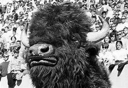Image result for IU Bison Mascot