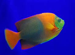 Image result for YouTube Fish Background