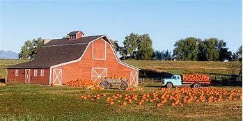 Image result for Pumpkin Patch Farms Near Me