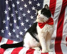 Image result for Presidents Day Cat