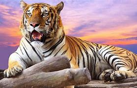 Image result for 3d tigers wallpapers
