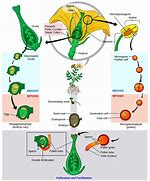 Image result for Plant Flow Chart