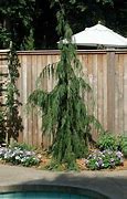 Image result for Types of Cedar Trees for Landscaping