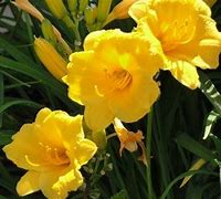 Image result for Low-Maintenance Plants