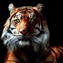 Image result for Cool Backgrounds Tiger Artsy