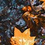 Image result for Fall Wallpaper for iPhone X