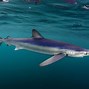 Image result for Blue Shark Species