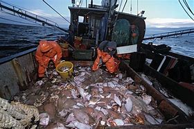 Image result for Cod Fishing
