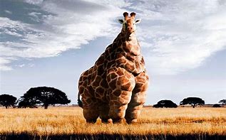 Image result for Big Fat Giraffe
